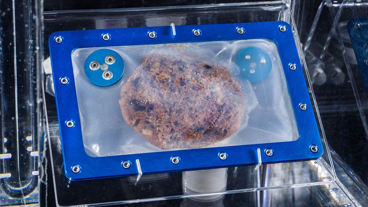 World’s First Space-Baked Cookie on Display