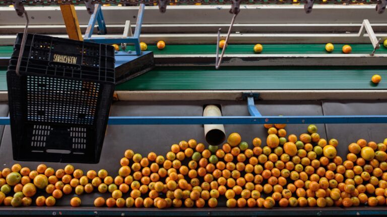 Orange production in Brazil set to hit two-decade low