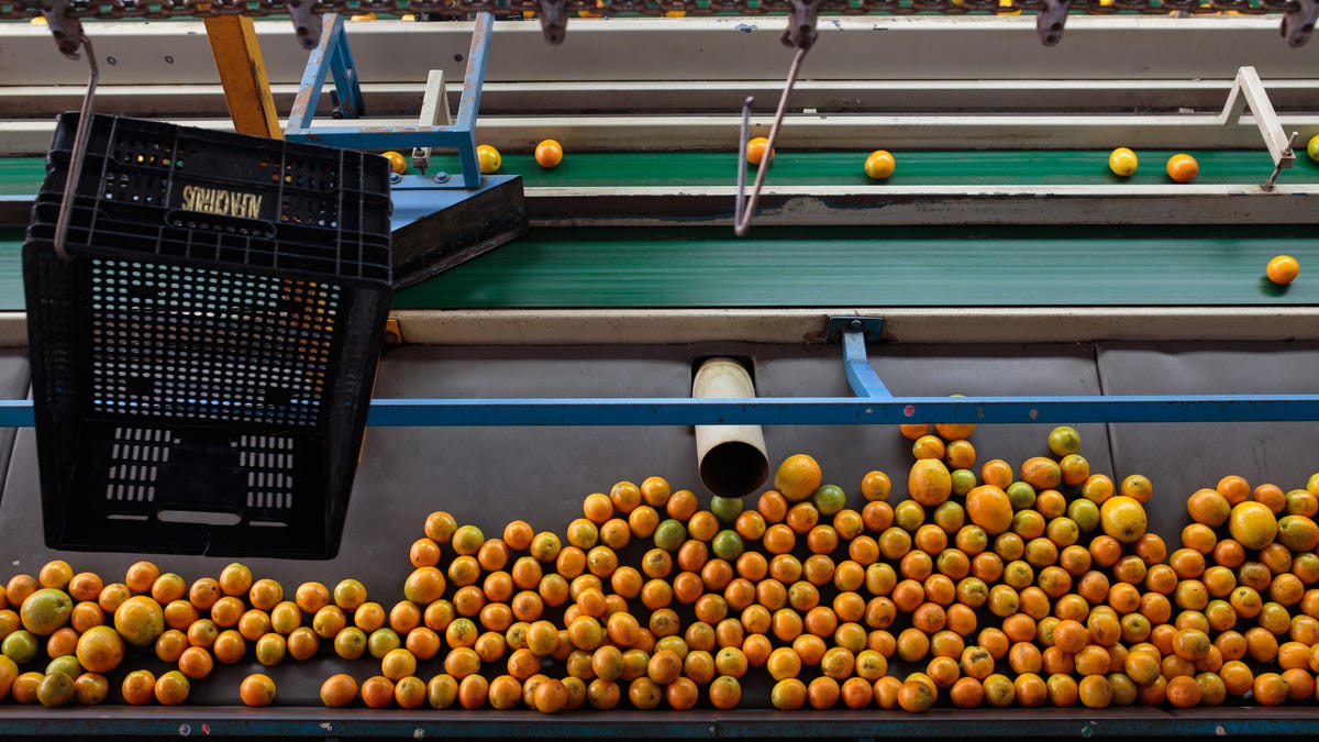 Orange production in Brazil set to hit two-decade low