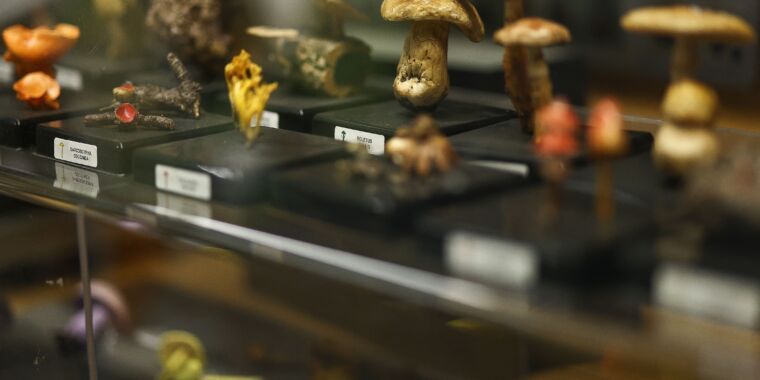 The Fungarium at Kew Gardens: A Library of Fungi